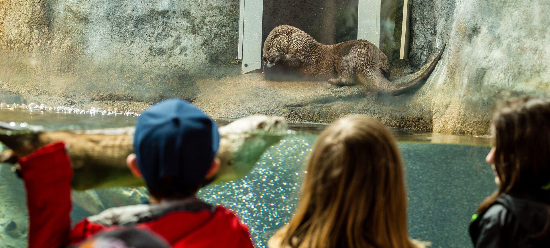 Children observing an otter exhibit at a science and nature museum.